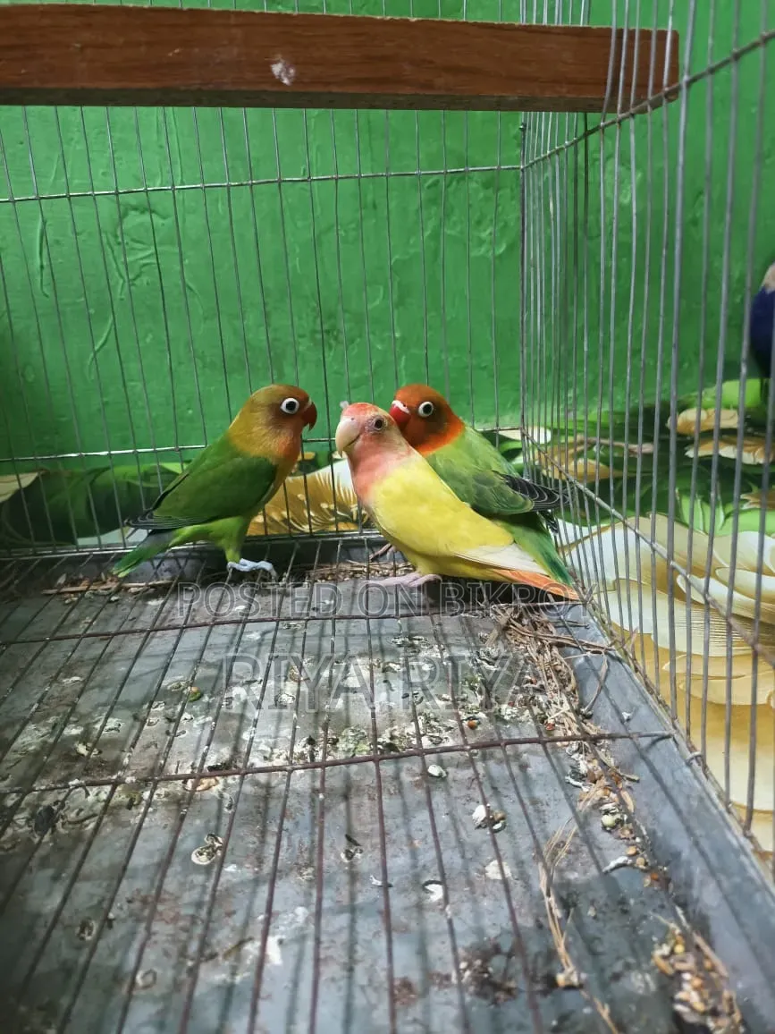 Love Bird