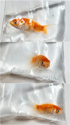 Healthy Gold Fish