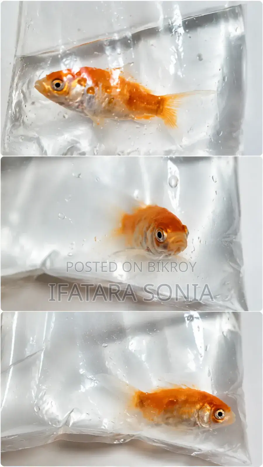 Healthy Gold Fish