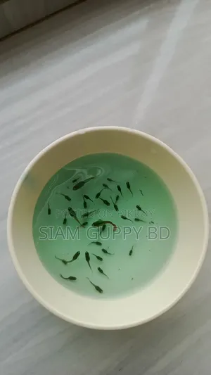 RTP Guppy Fry