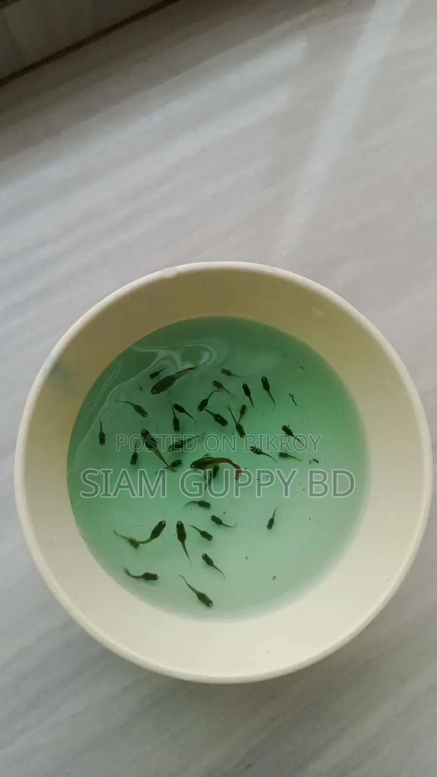 RTP Guppy Fry