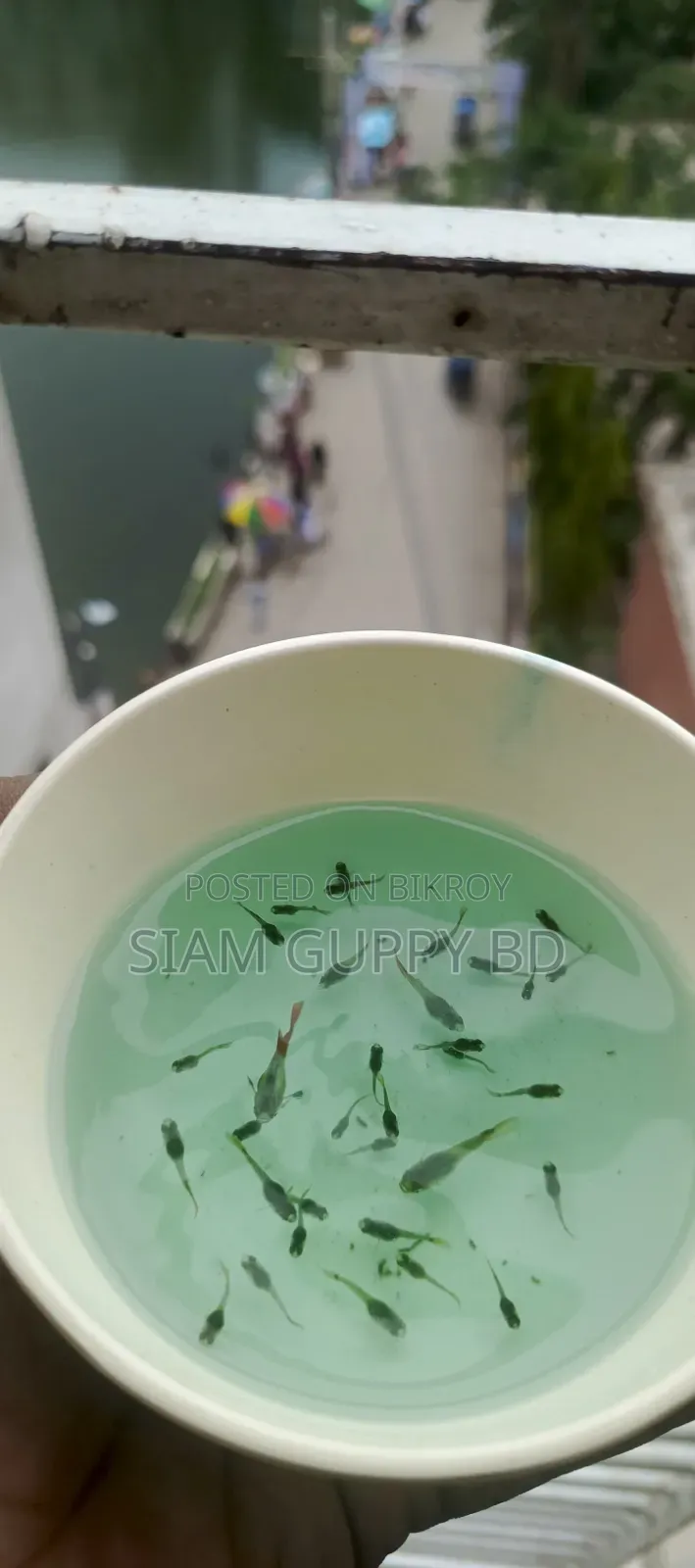RTP Guppy Fry