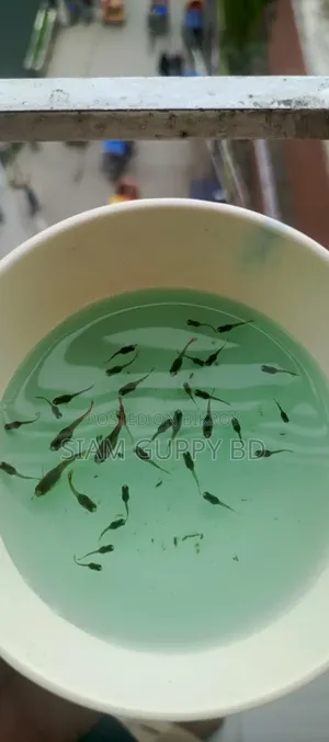 RTP Guppy Fry