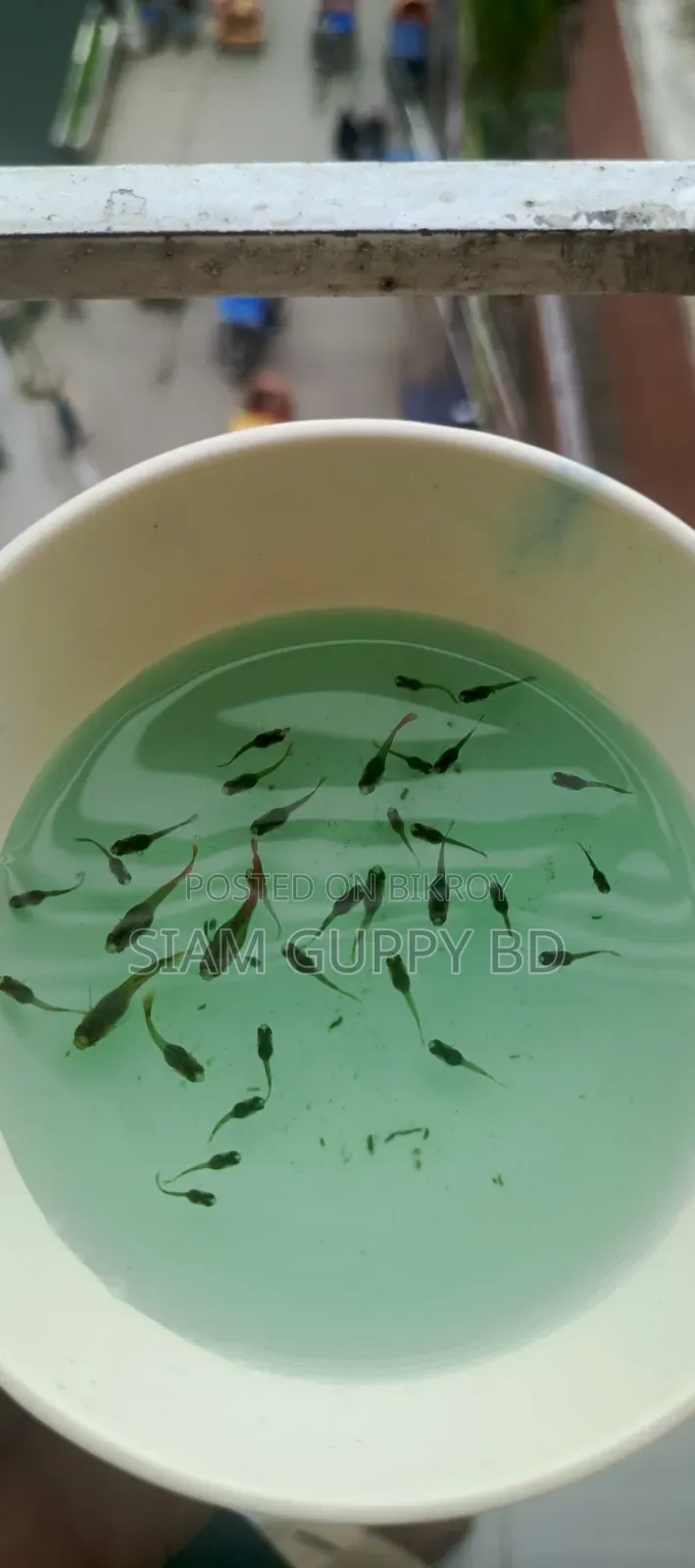 RTP Guppy Fry