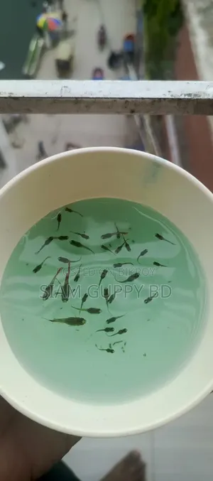RTP Guppy Fry
