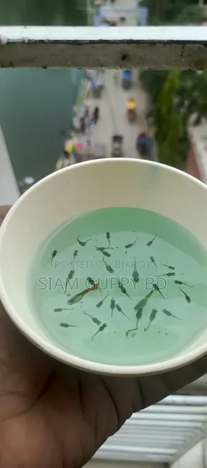 RTP Guppy Fry