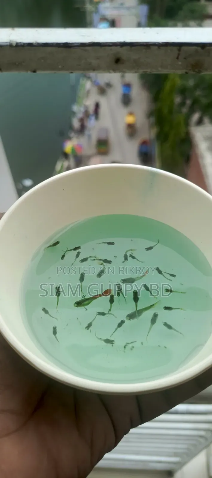 RTP Guppy Fry
