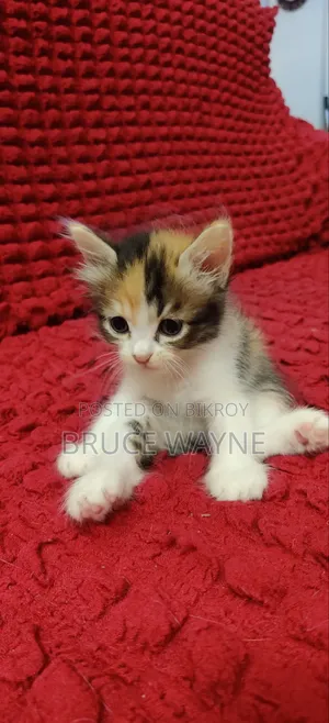 1-3 Months Female Mixed Breed Persian