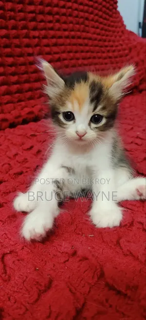1-3 Months Female Mixed Breed Persian