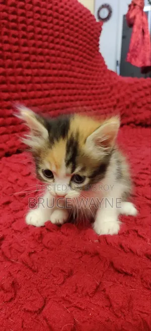 1-3 Months Female Mixed Breed Persian