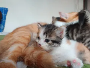 1-3 Months Female Mixed Breed Persian