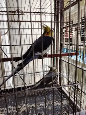 Gray Cockatiel Bird for Sale