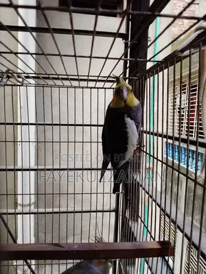 Gray Cockatiel Bird for Sale