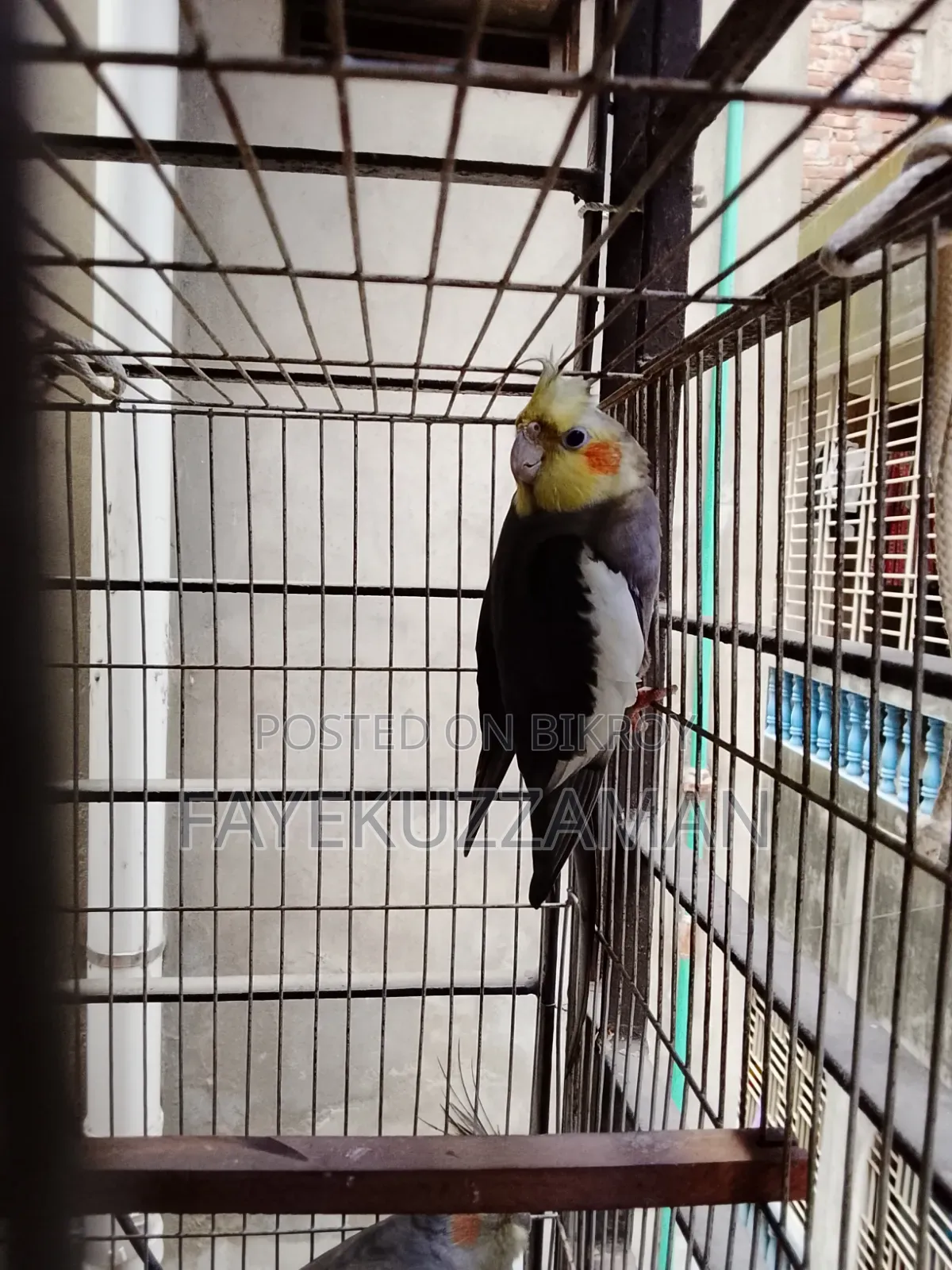 Gray Cockatiel Bird for Sale