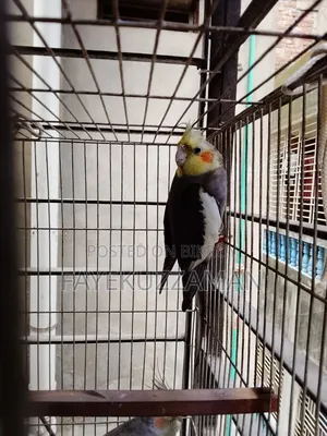 Gray Cockatiel Bird for Sale