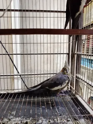 Gray Cockatiel Bird for Sale