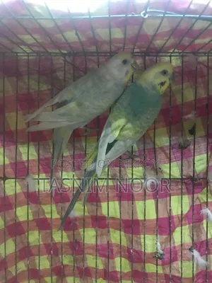 Rainbow Budgie