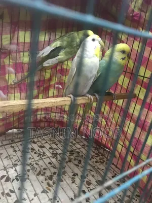 Rainbow Budgie