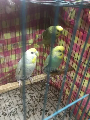 Rainbow Budgie