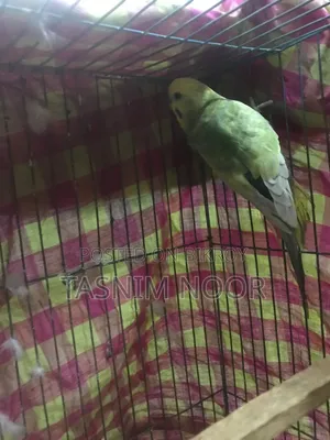 Rainbow Budgie