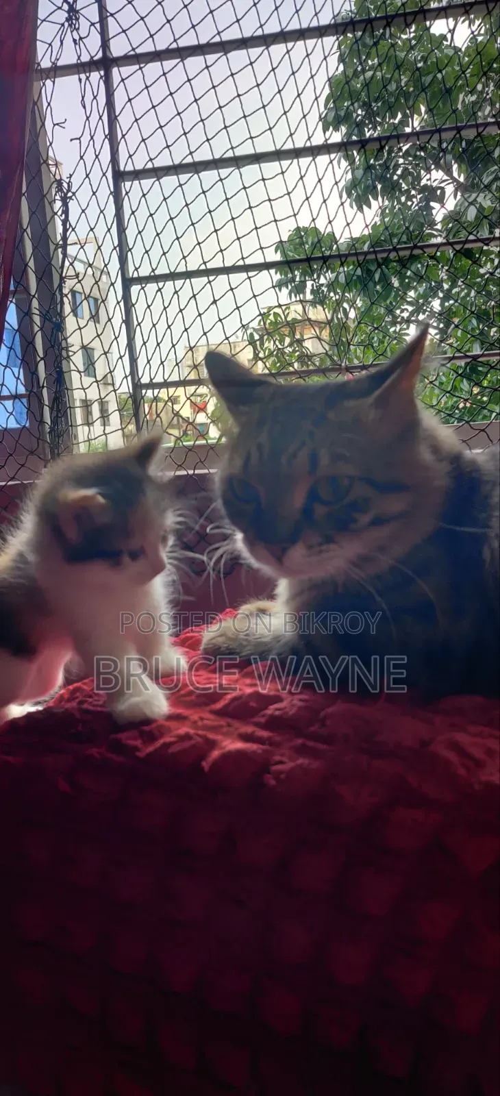 1-3 Months Female Mixed Breed Persian