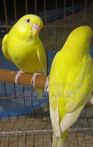Budgerigar Bird