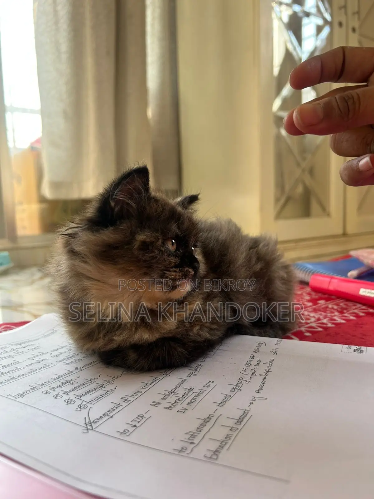 3-6 Months Male Purebred Persian