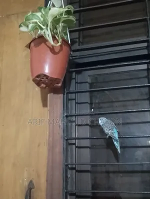 Budgerigar Bird
