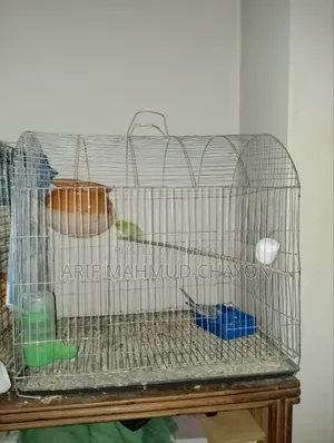 Budgerigar Bird