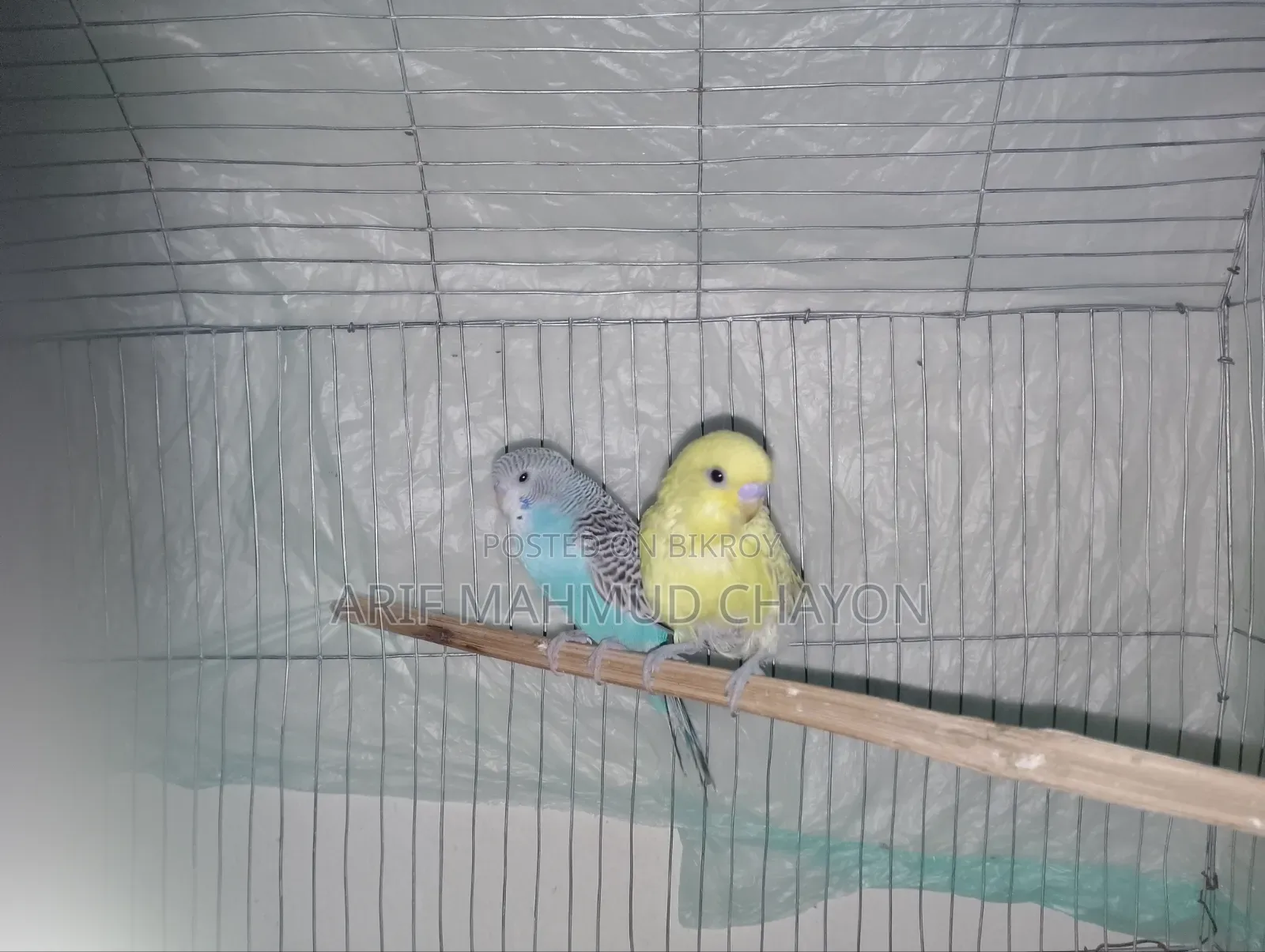 Budgerigar Bird