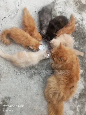 1-3 months Female Purebred Persian