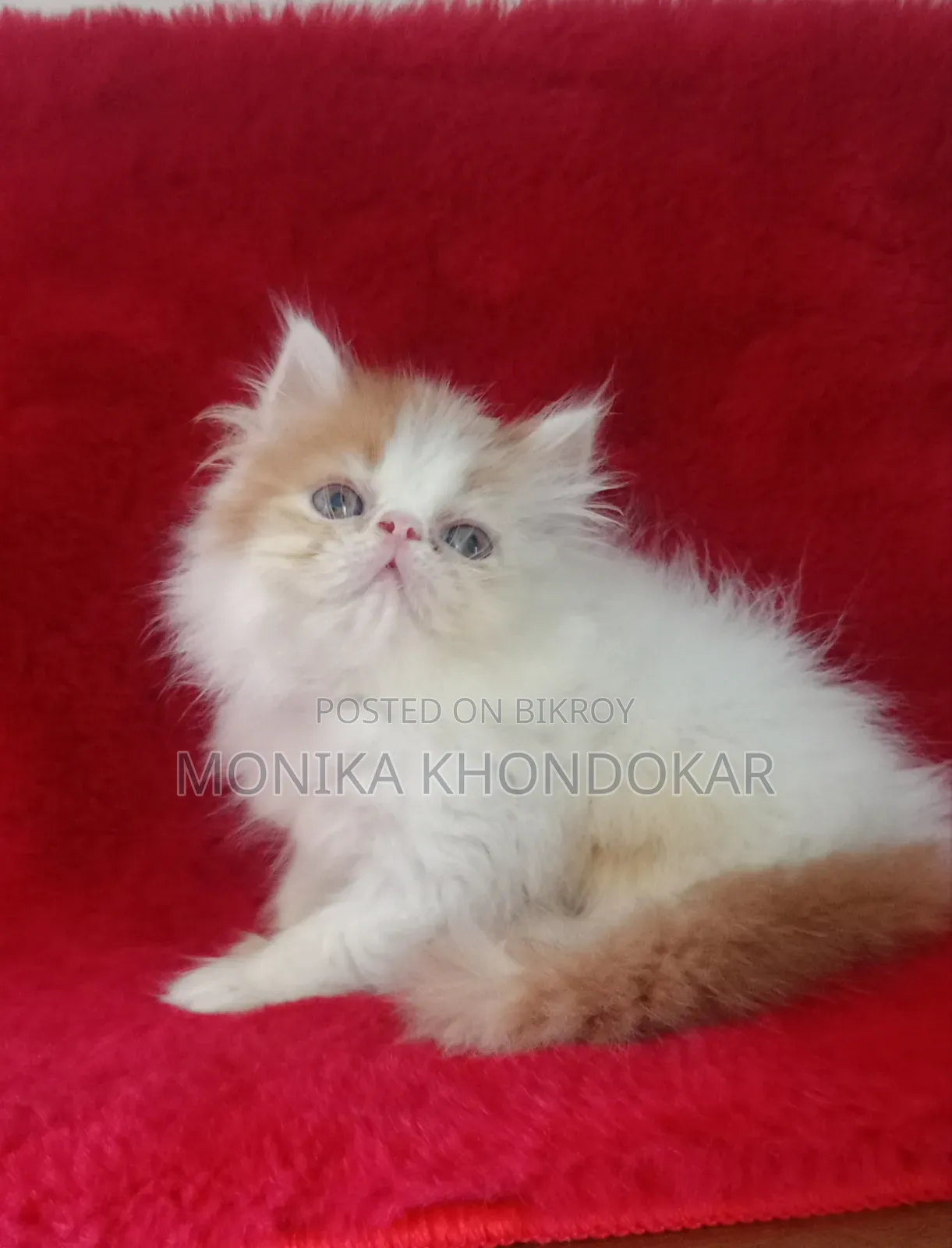 1-3 Months Male Mixed Breed Persian