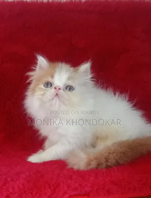1-3 Months Male Mixed Breed Persian