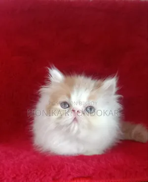 1-3 Months Male Mixed Breed Persian
