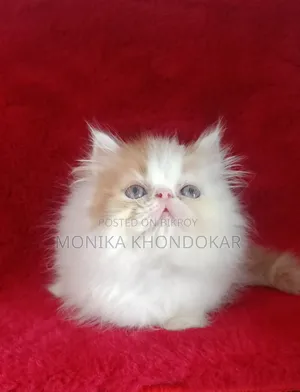 1-3 Months Male Mixed Breed Persian