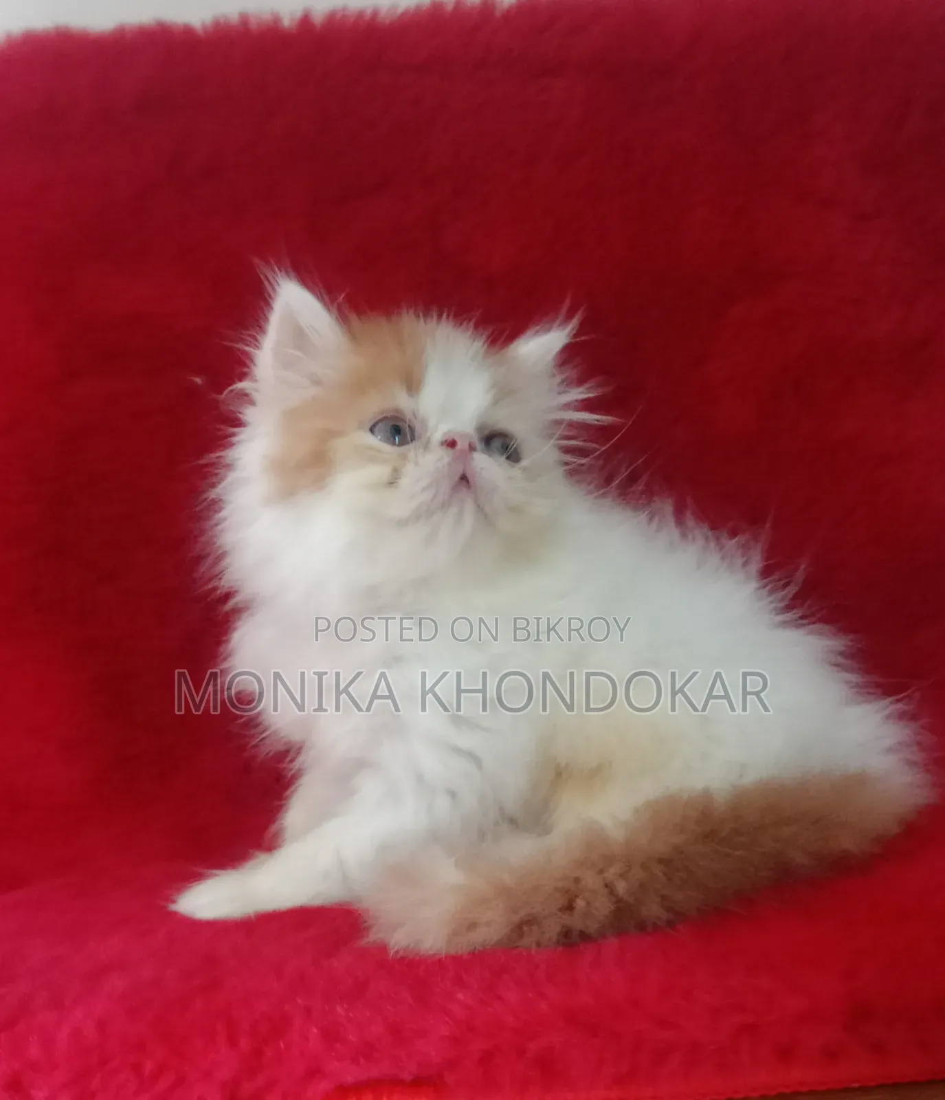1-3 Months Male Mixed Breed Persian
