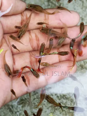 Mixed Guppy for Sale Pair