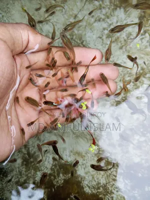 Mixed Guppy for Sale Pair