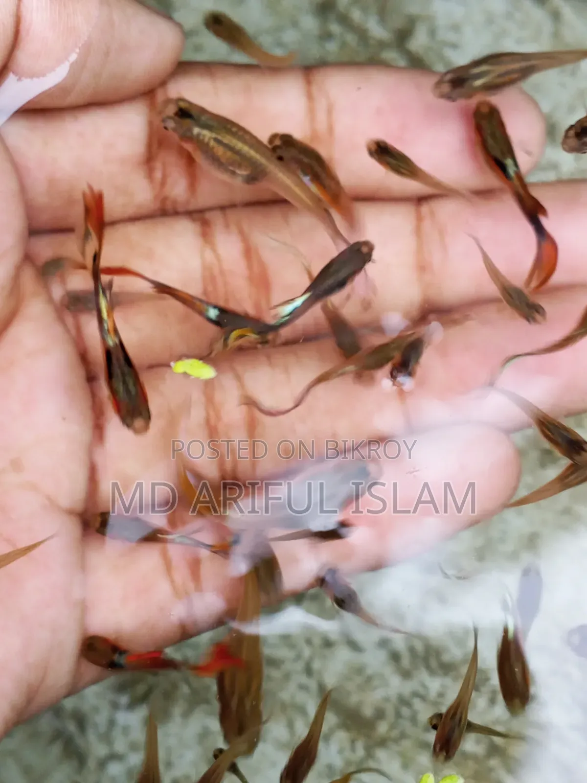 Mixed Guppy for Sale Pair