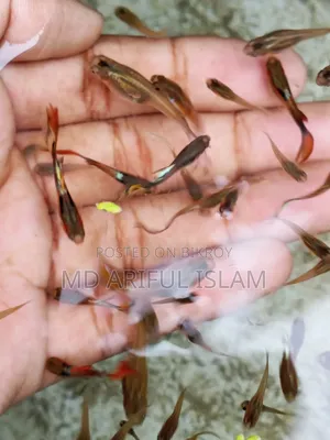 Mixed Guppy for Sale Pair