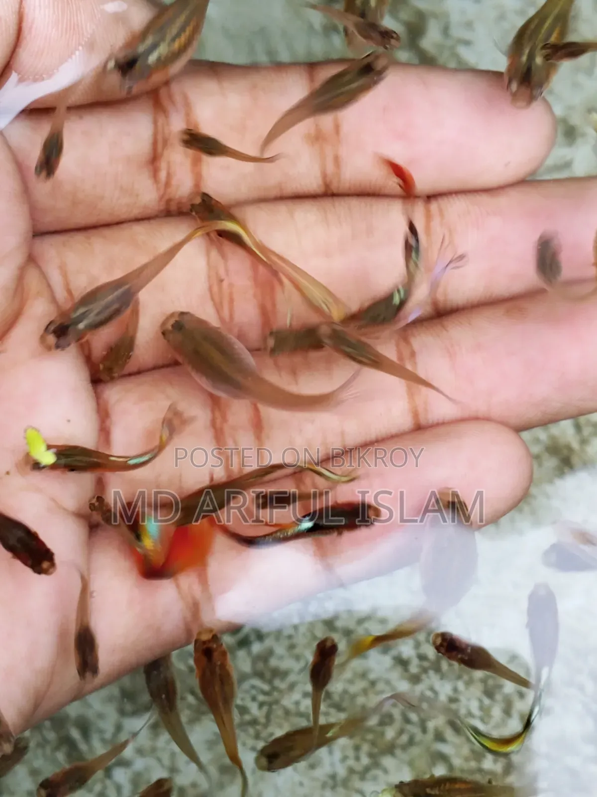 Mixed Guppy for Sale Pair