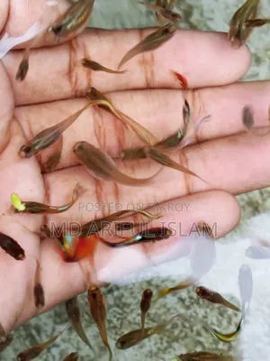 Mixed Guppy for Sale Pair
