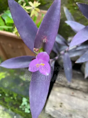 Purple heart flower