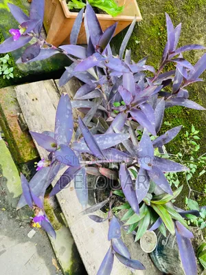 Purple heart flower