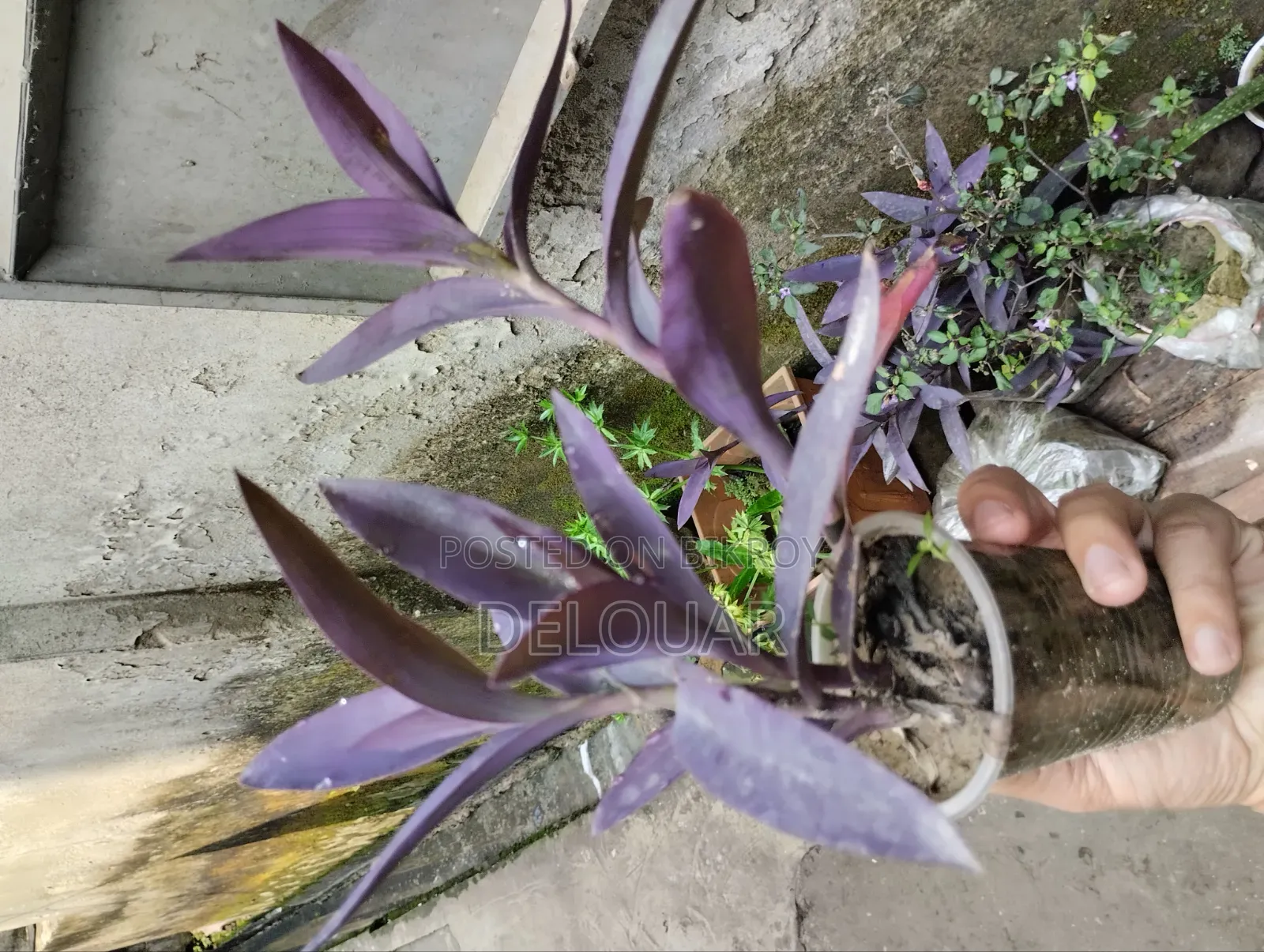 Purple heart flower