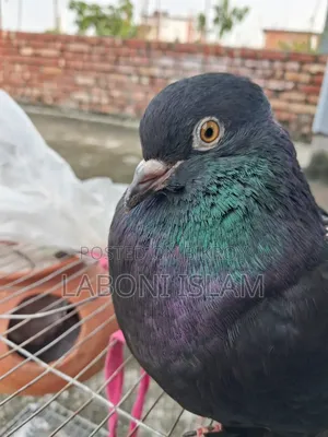 Lakha Pigeon (Male)