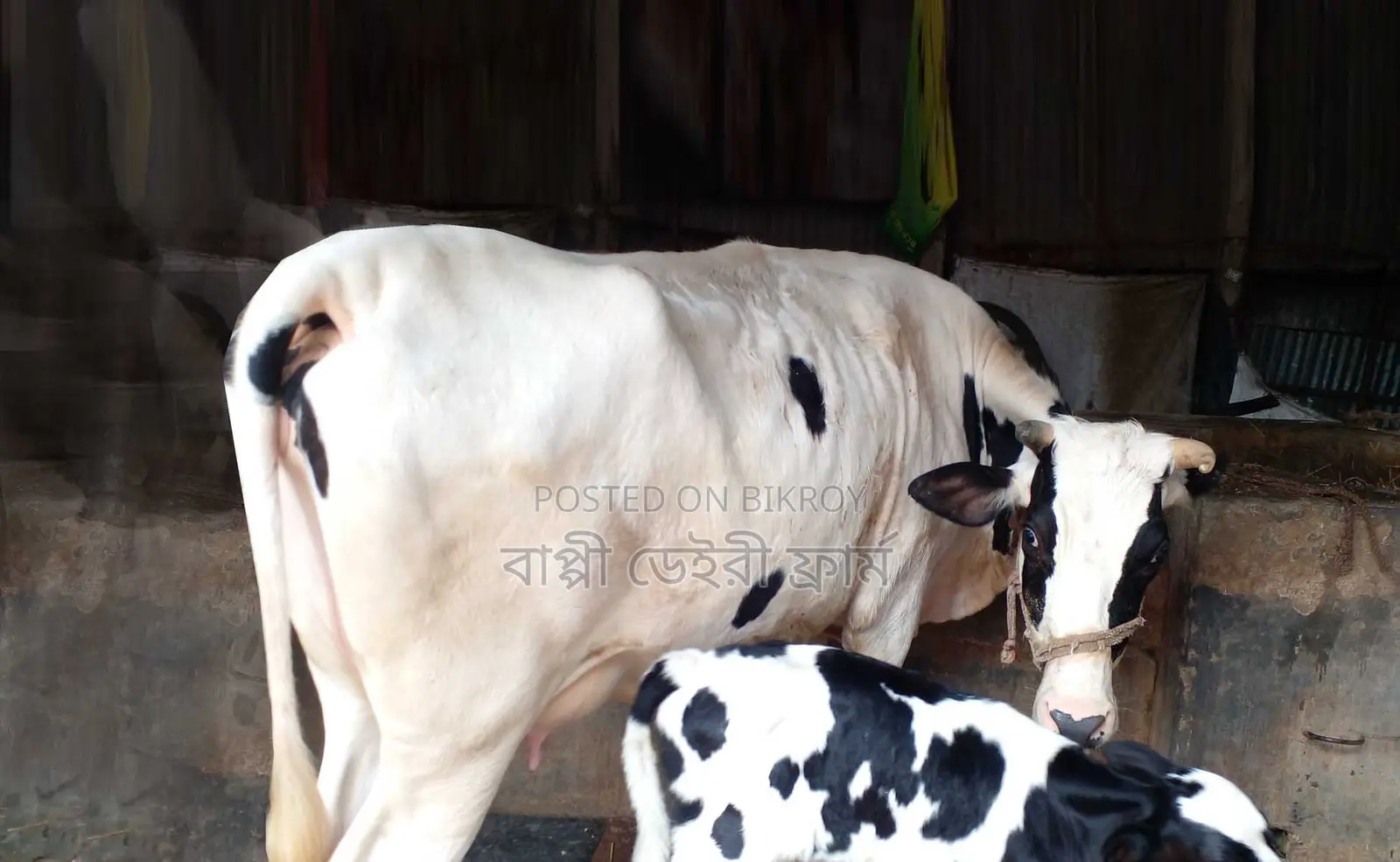 Cow number 1278 of good breed.