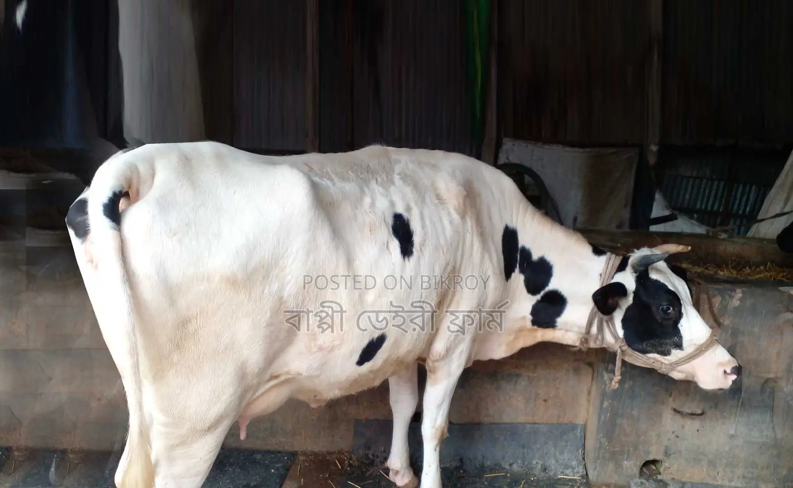 Cow number 1278 of good breed.