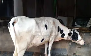 Cow number 1278 of good breed.