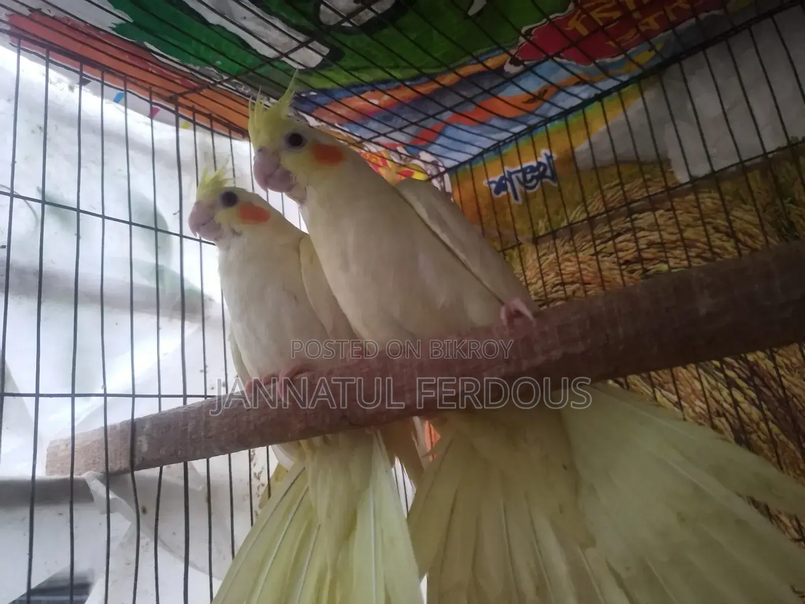 Cockatiel baby pair